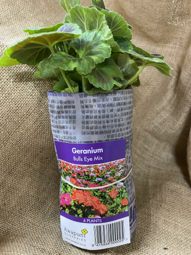 Geranium - Bulls Eye Mix